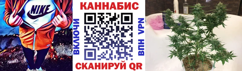 Каннабис сатива Новокубанск